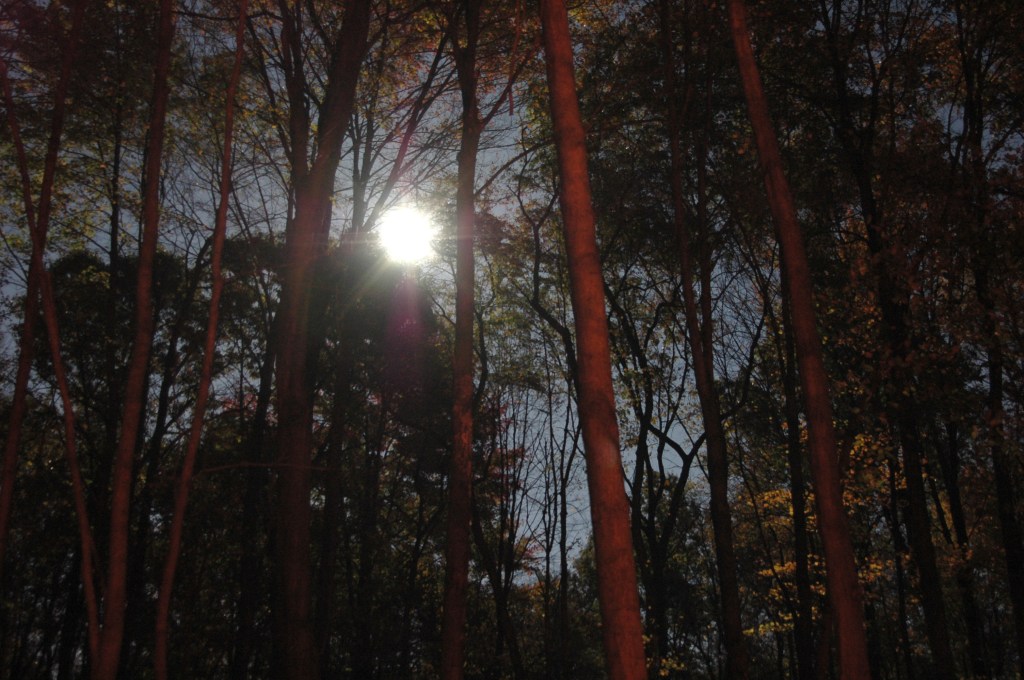 photo_21185_20111111