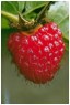 raspberry