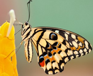 StockSnap_Boris-Smokrovic_web