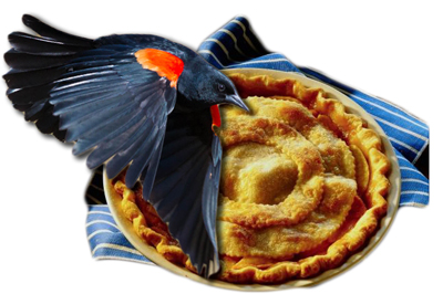 blackbird-pie